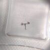 Swiss -ETA2824, 2836, 2834 Movement Accessories: Escapement Fork, Pallet Fork, Pallet, Part No. 2824 - 710