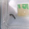 1 Original Swiss SW300 Movement Watch Repair Part, Setting Lever, Mechanical Watch Repair Spare Part, Part Number 443