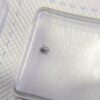 Swiss SW100 Movement Parts - Barrel, Mainspring Barrel, Crown Wheel, Clutch Wheel & Balance Wheel